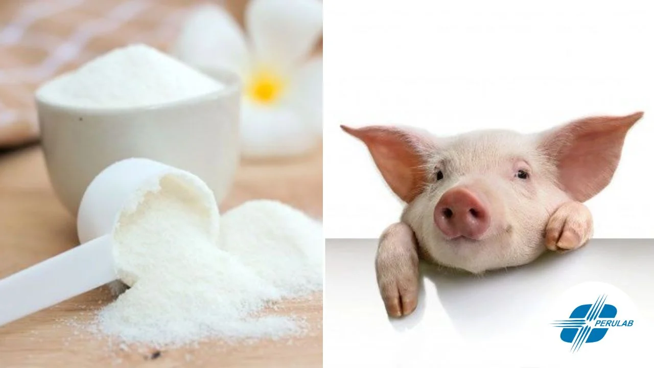 Qué es el colágeno hidrolizado de porcino y para qué sirve